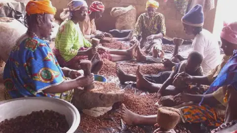 Le karité, une potentialité économique en révélation au Bénin