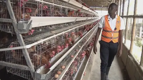Crossbreeding boosts livestock productivity in Lira