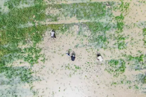 Senegal Turns to AI in Fight Against Climate Change