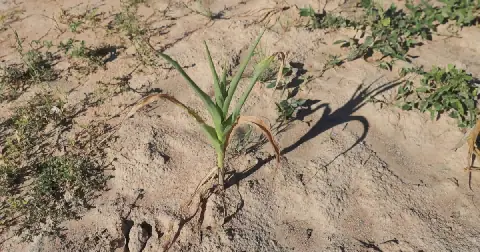 El Nino is a weather phenomenon associated with a disruption of wind patterns, which means warmer ocean surface temperatures in the eastern and central Pacific.