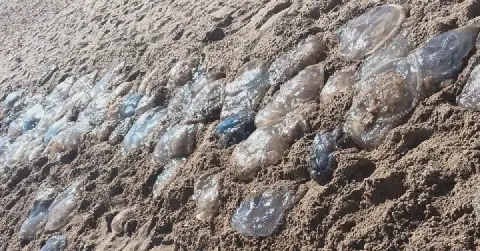 Tunisian Association Warns of Potential Impact of White-Spotted Jellyfish on Marine Food Chain