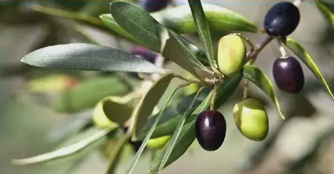 Olive Harvesting Season Kicks Off in Medenine, Tunisia