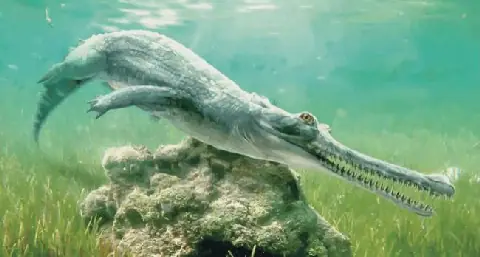 Egyptian Discovery Sheds New Light on Crocodile Evolution