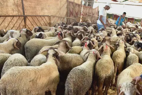 Questions Raised Over Fate of Morocco's National Sheep Genetic Improvement Program