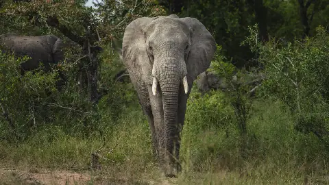 WWF Report Reveals 80% Decline in Africa's Wildlife Population Over Five Decades