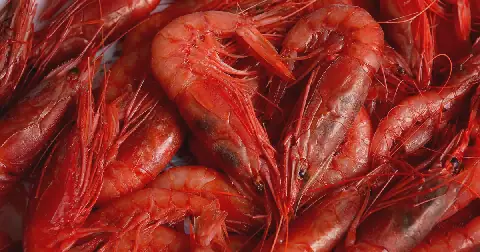 Tunisia's Fishing Industry Faces Crucial Weeks Over Red Shrimp Quotas