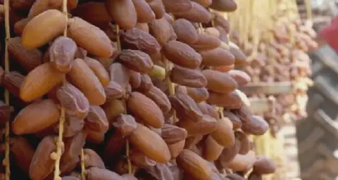 Date Harvest in Tunisia's Kébili Region Shows Promise Despite Production Decline