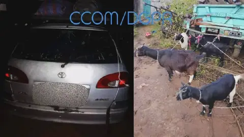 Thieves Foiled by Muzzled Goats in Benin's Toui