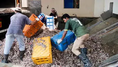 Wide-reaching tentacles: Workers offload catch at a fishmeal plant in Ullal, India. More than 9.5 million people worldwide live within 1.5km of fishmeal plants, according to Bait to Plate, an online tool that tracks the fishing and seafood industries. Photo: Changing Markets Foundation