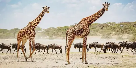 Wildlife Populations in Tanzania and Worldwide Decline by 73 Percent in 50 Years