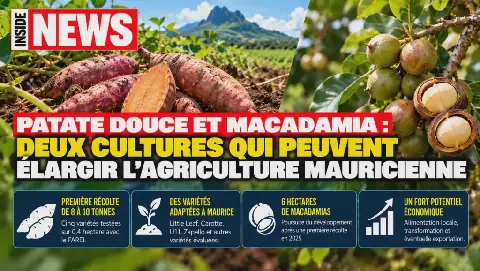 Mauritius Explores New Agricultural Opportunities with Sweet Potatoes and Macadamia