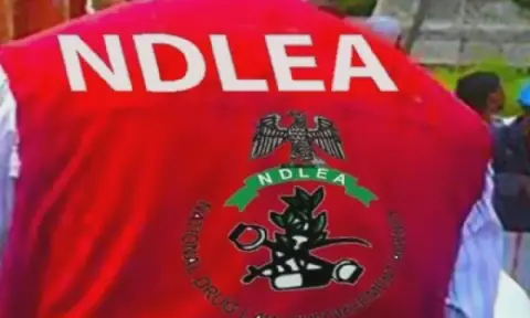 NDLEA arrests 42 suspects, destroys 10 cannabis farms in Edo