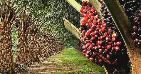 palm oil