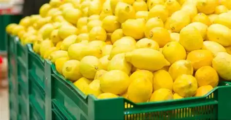 Moroccan Lemon Exports to Spain Skyrocket to Record High