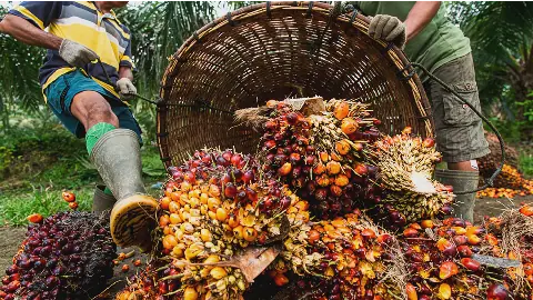 Nigerian appointed head of World Oil Palm Body