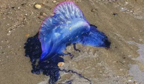 Tunisie : la méduse Phyllorhiza punctata observée sur plusieurs plages du golfe de Tunis