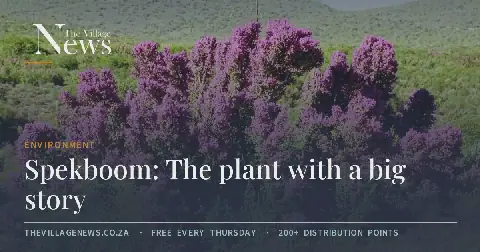 Spekboom: The plant with a big story