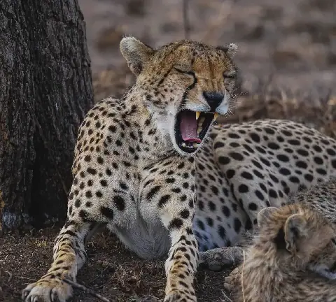 A cheater at Serengeti National Park yawning