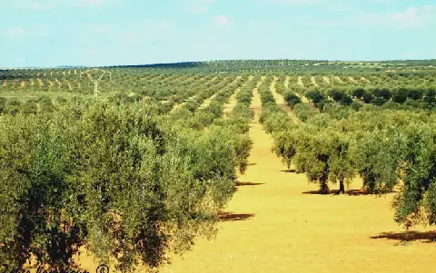 Olive Season in Sfax, Tunisia, Marked by Challenges