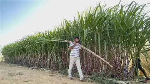Egypt's Former Agriculture Minister Warns of Sugar Crisis