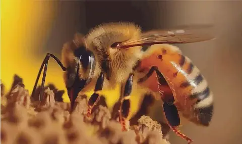 Honeybee Silk Film Shows Promise as Biodegradable Wound Dressing