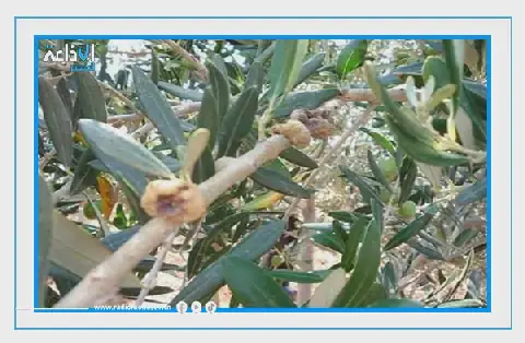 Tunisia Warns of Olive Tree Disease Outbreak in Mahdia and Sfax