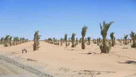 Egypt Launches Date Industry Complex in New Valley