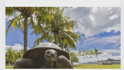 Giant Turtles Outnumber Human Population in Seychelles for First Time