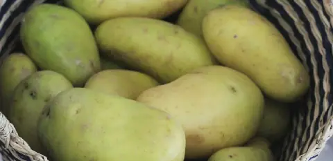 Egyptian Experts Warn Against Consuming Green Potatoes