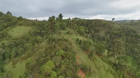 KFS responds to deforestation concerns, outlines safeguards on public forest harvesting