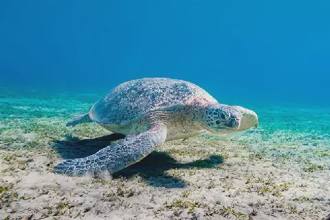 Rescuing Egypt’s Mediterranean Turtles