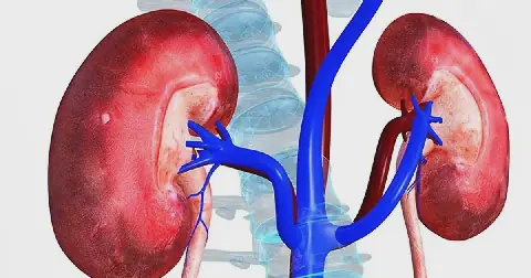 Kidney