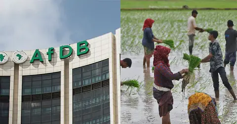 The African Development Bank (AfDB) (left) and farmers harvesting rice