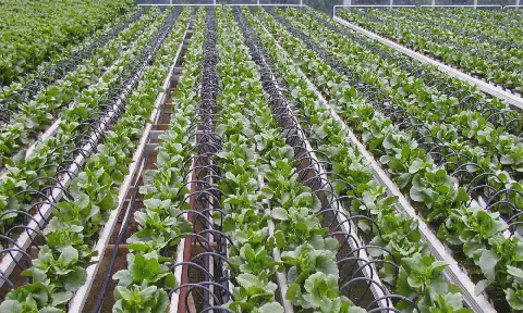 Morocco and USA Explore New Avenues for Agricultural Cooperation