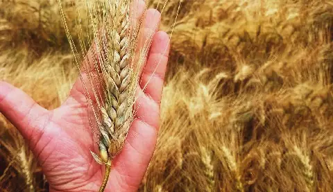 Tunisia's Agricultural Sector Faces Challenges Amid Climate Change