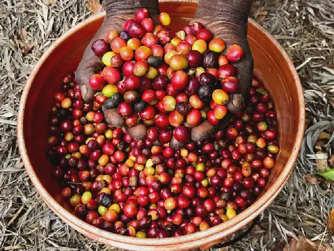 Ruvuma’s coffee industry gains recognition