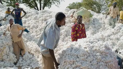 Mali Aims to Boost Local Cotton Transformation to Increase Revenue