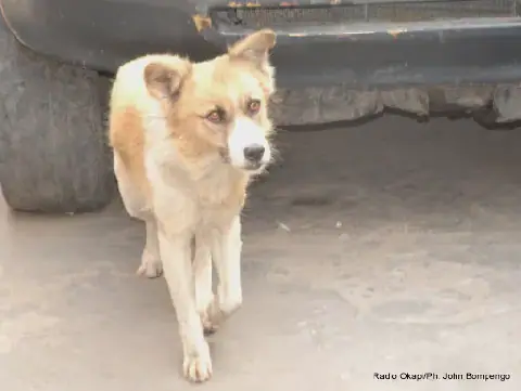 Free-roaming domestic animals cause road accidents in Mbuji-Mayi
