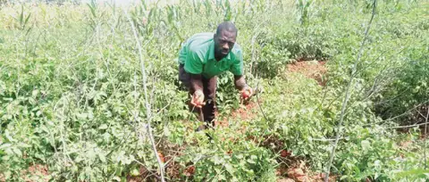 Vegetable prices plummet in Ghana's Upper East Region