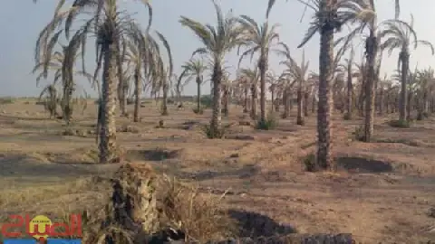 Moroccan Oasis Residents Warn of Wasted Funds in Zakoura