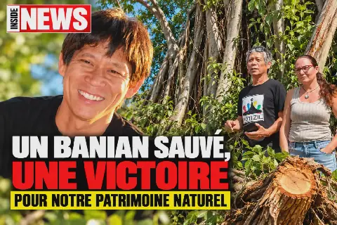 Mauritius: Ancient Tree Saved, Activist Arrested in Rivière-Noire