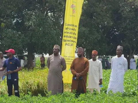 Seed companies assess TAAT-vetted improved crop varieties