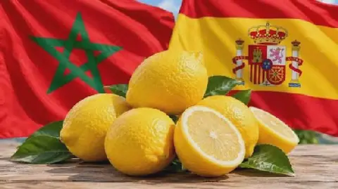 Morocco's Lemon Exports to Spain Soar to Record High