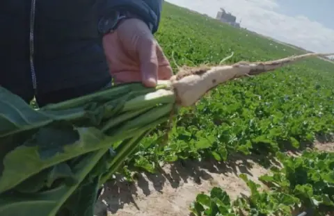Tunisia's Sugar Beet Farmers Face Challenges Despite High Yields