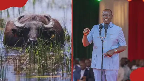 Buffalo