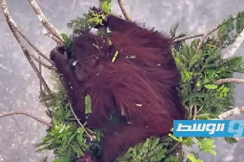 إندونيسيا تطلق 8 من القردة الكبيرة في محمية بعد إنقاذها من حرائق