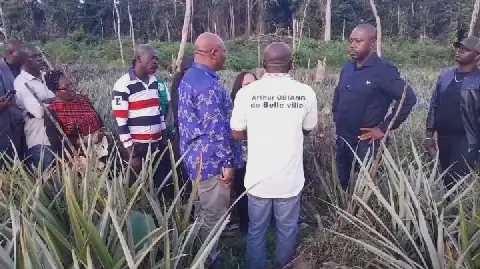 Gabon/Agriculture : le gouvernement entend accompagner les producteurs d’ananas de Belleville