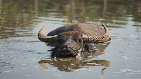 Kenyan Government’s Water Buffalo Declaration Sparks Public Debate