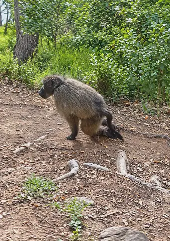 SPCA Offers Reward After Baboon Dies from Pellet Injuries