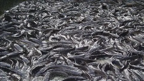 Catfish Farming